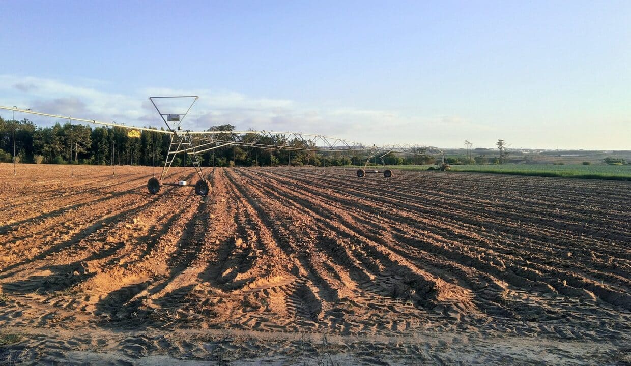 farmland across trees photo