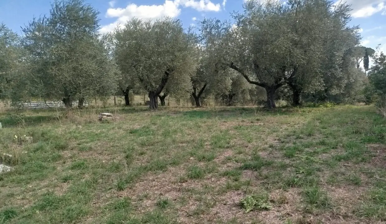 Terreno